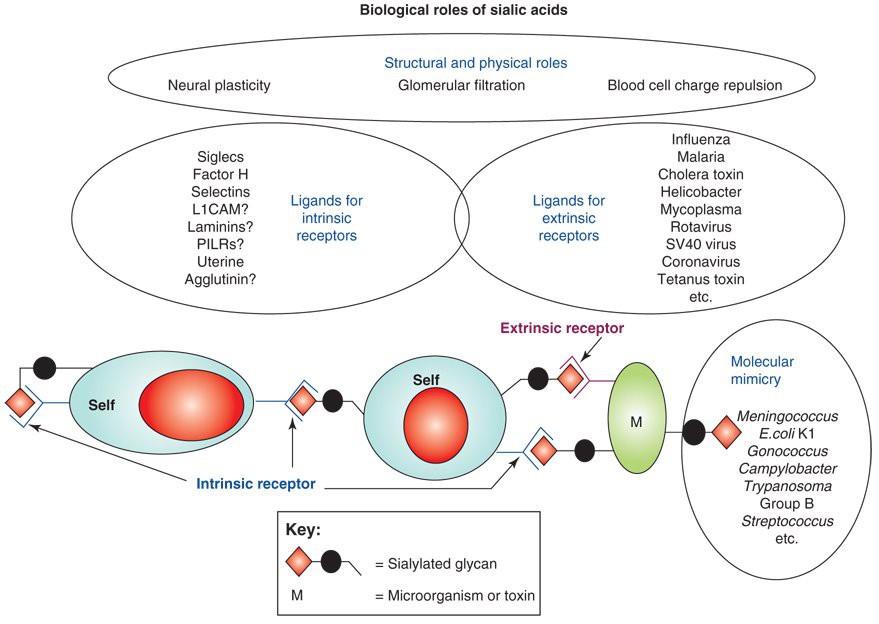 Sialic Acid Powder FUNCTION